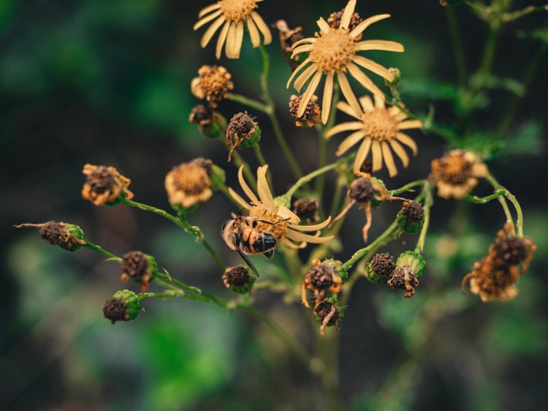 Biene auf einer gelben Blüte